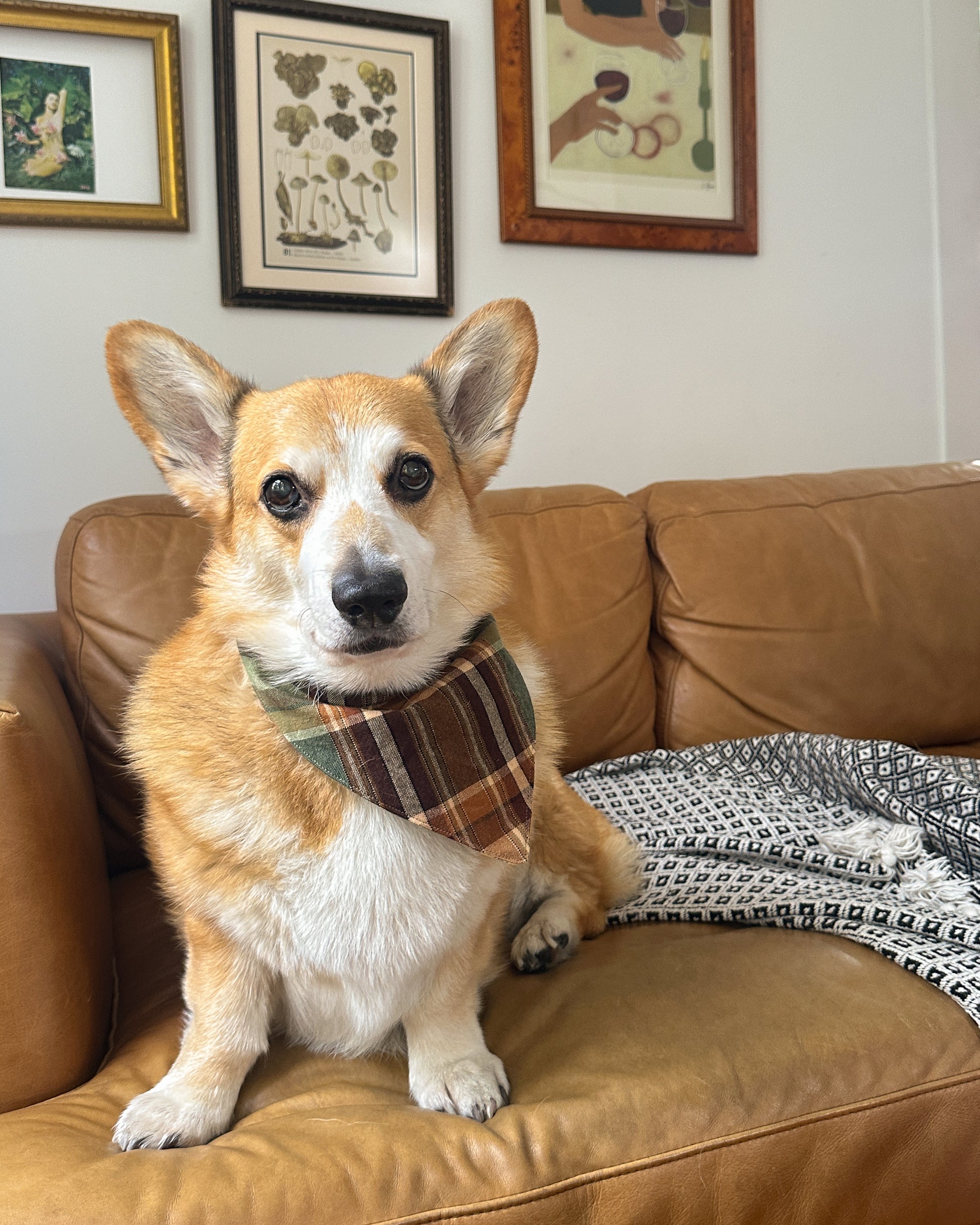 Corgi wearing the plaid YANANAS bandana sitting on a brown leather couch with framed pictures on the wall.
